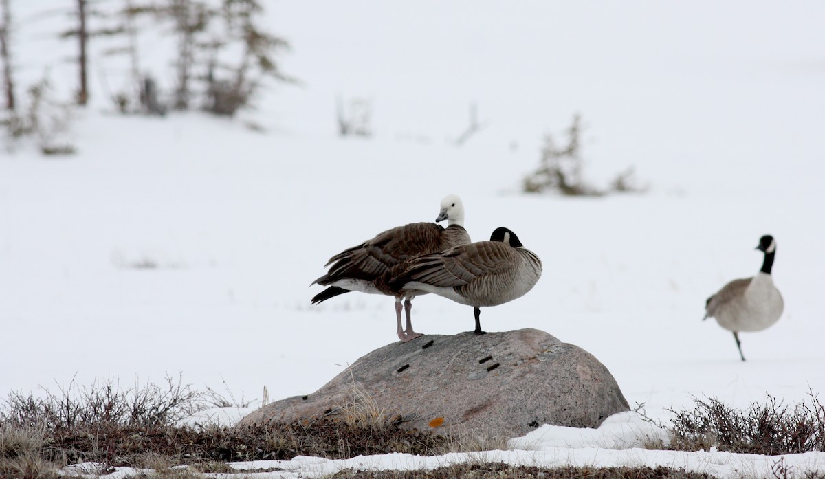 Snow x Cackling Goose (hybrid) - ML52979581