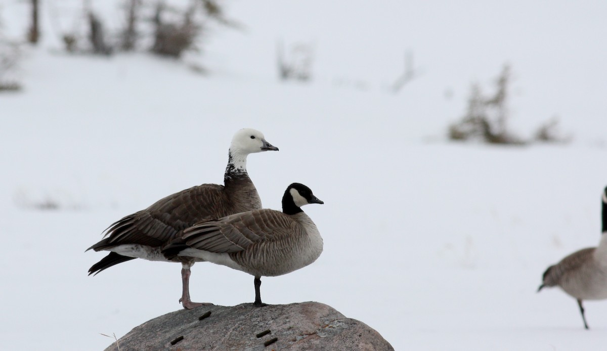 Snow x Cackling Goose (hybrid) - ML52979631