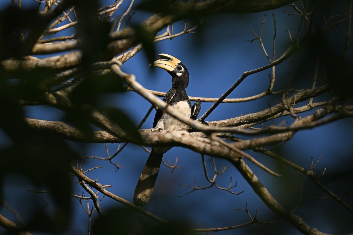 Oriental Pied-Hornbill - Kalong Huang
