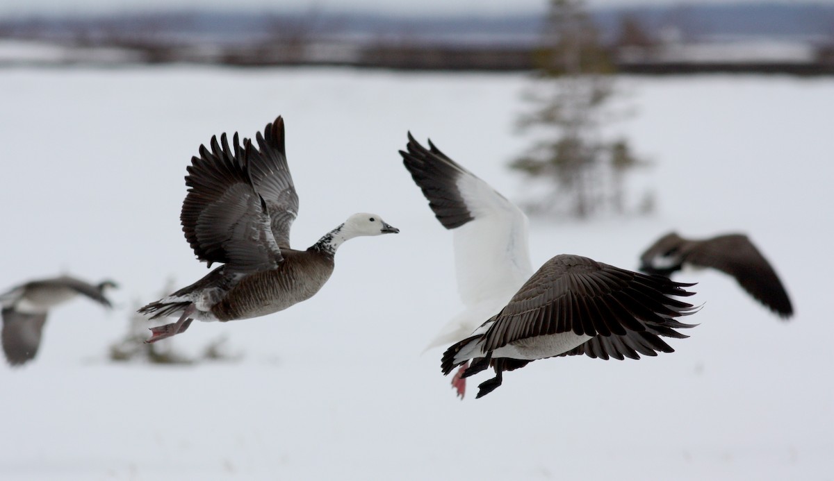 Snow x Cackling Goose (hybrid) - ML52979721