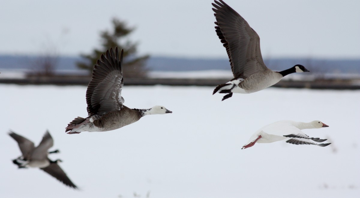 Snow x Cackling Goose (hybrid) - ML52979741