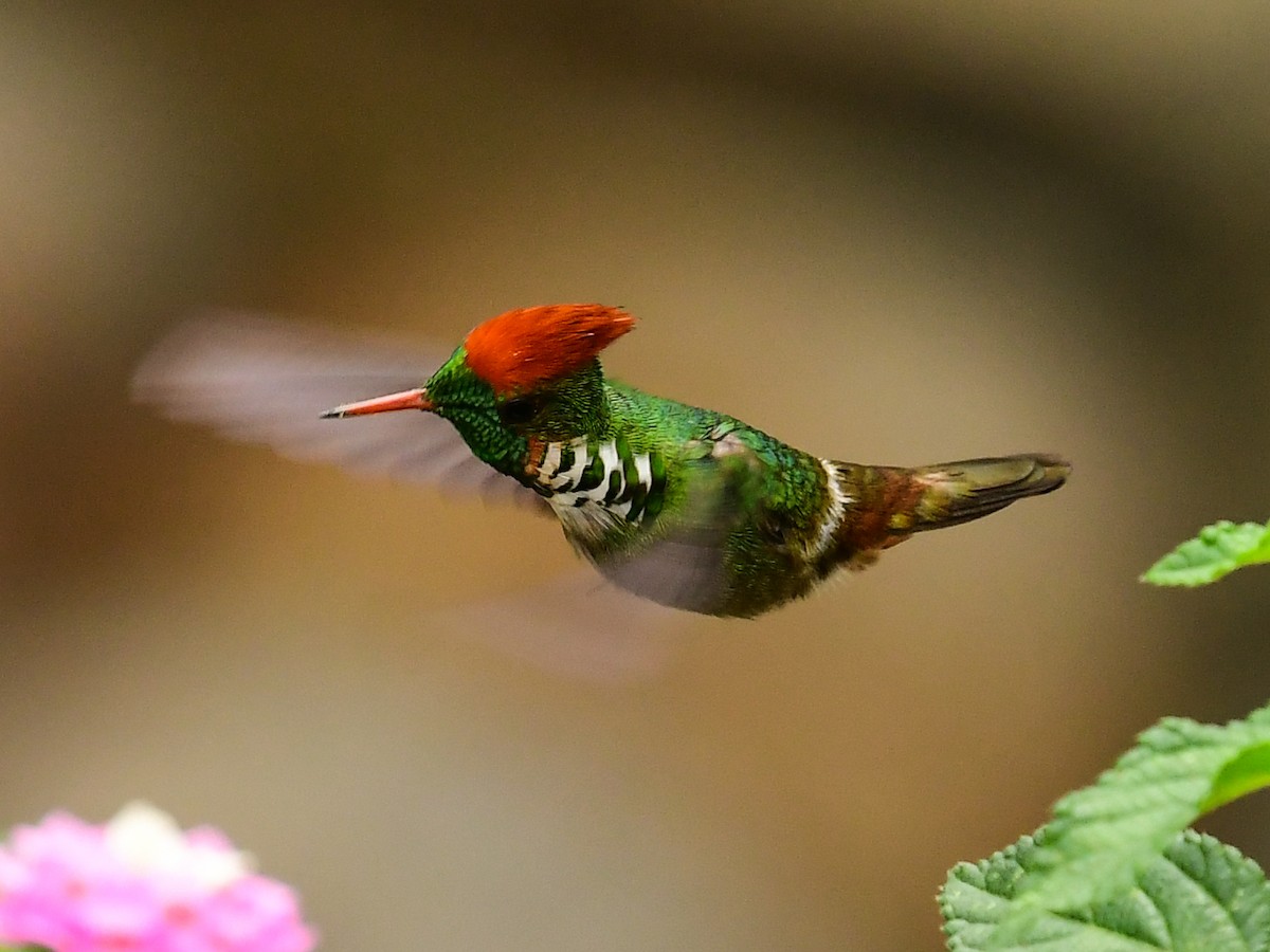 Frilled Coquette - ML529803111