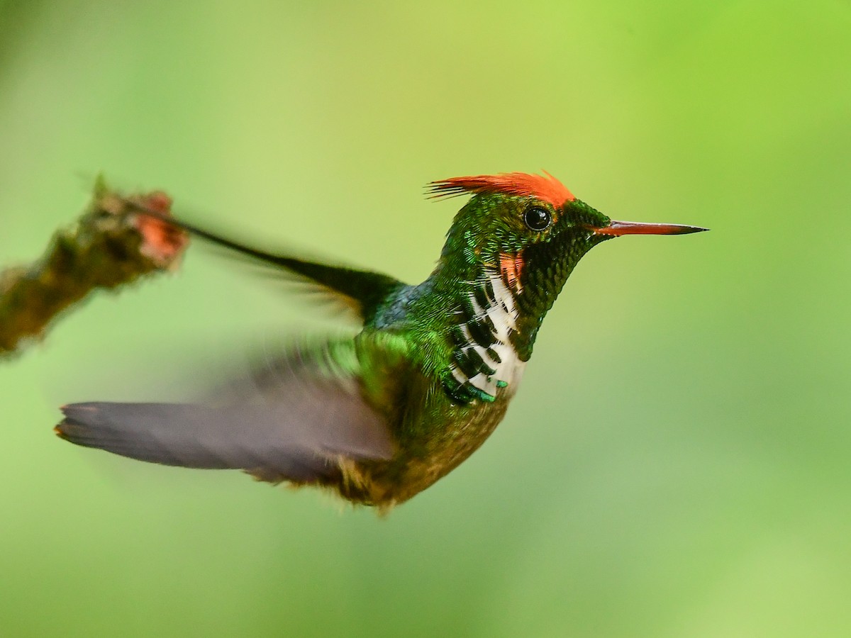 Frilled Coquette - ML529803121