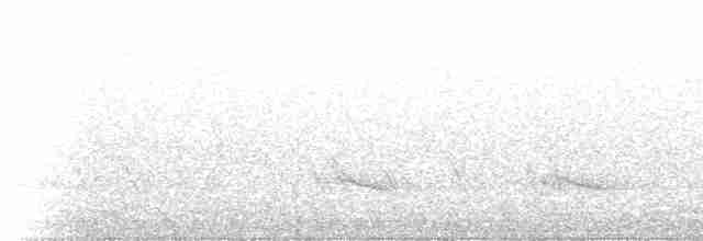 Куравонг сірий (підвид versicolor/plumbea) - ML529806
