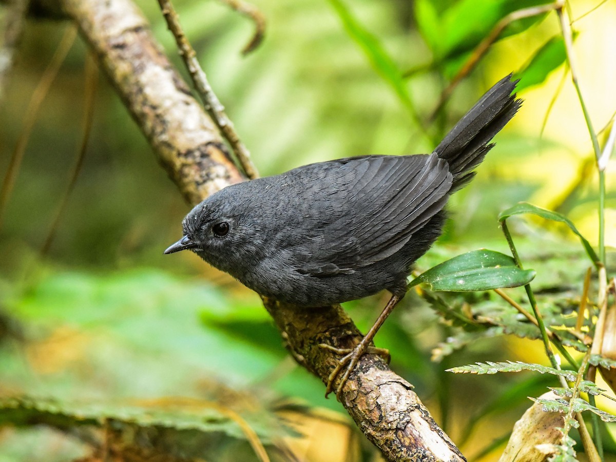 Mouse-colored Tapaculo - Xueping & Stephan Popp