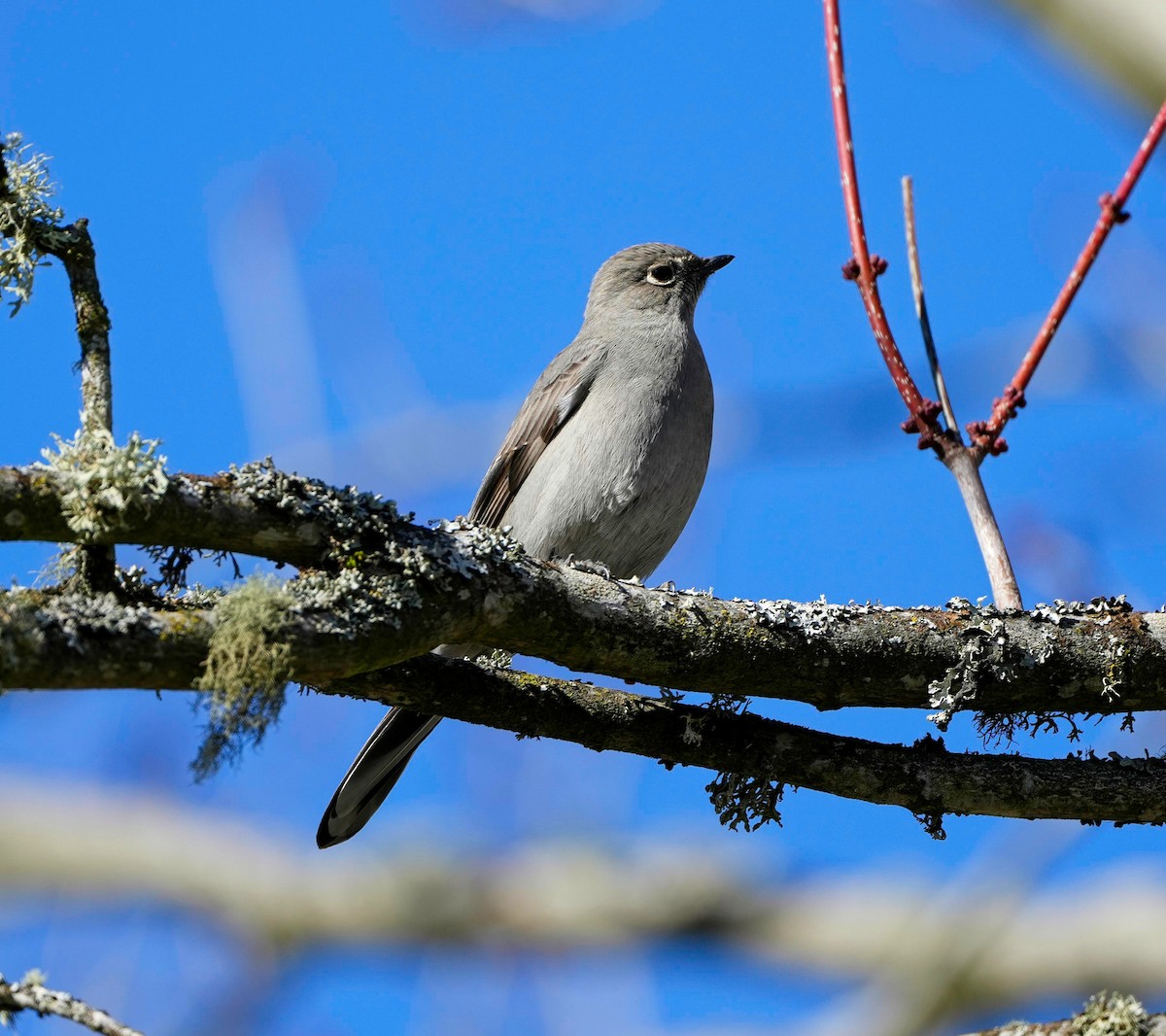 Townsend's Solitaire - ML529809521