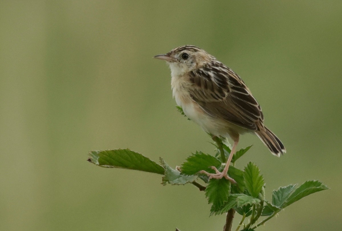 Wing-snapping Cisticola - ML529809841