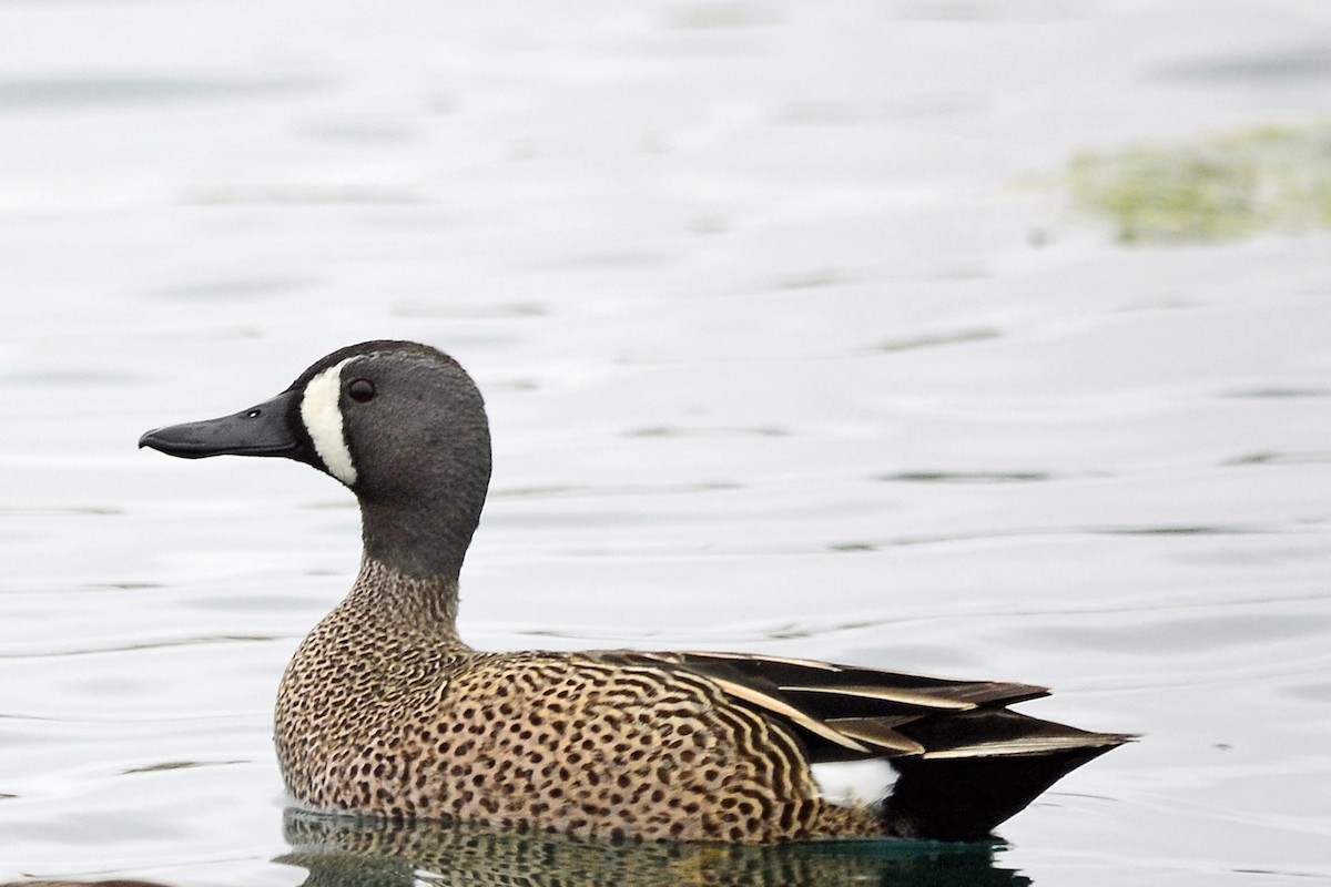Blue-winged Teal - ML52981491