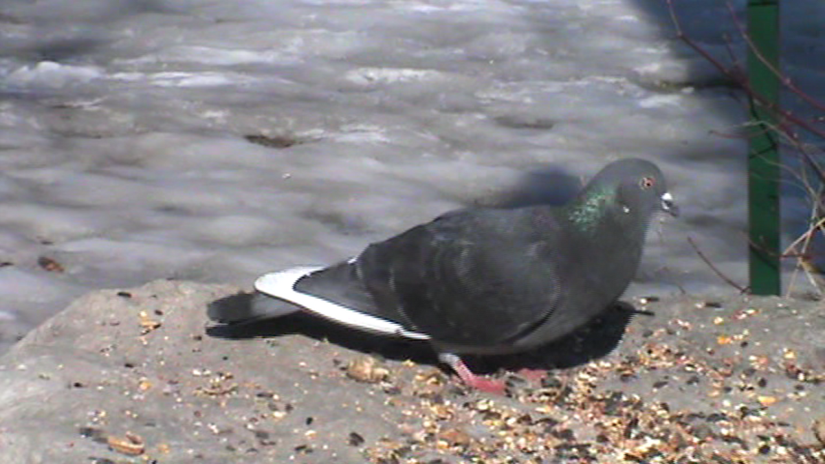 Rock Pigeon (Feral Pigeon) - ML52981731