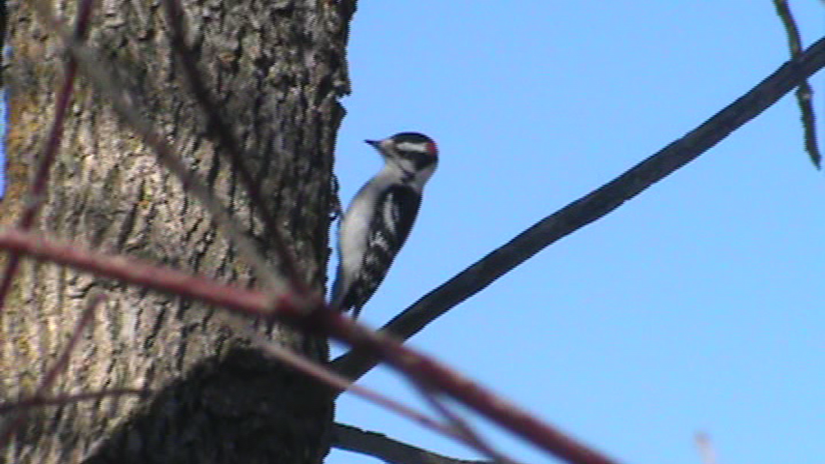 Downy Woodpecker - ML52982411