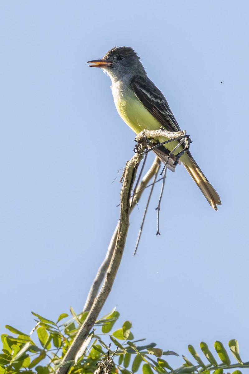 Great Crested Flycatcher - ML529825671