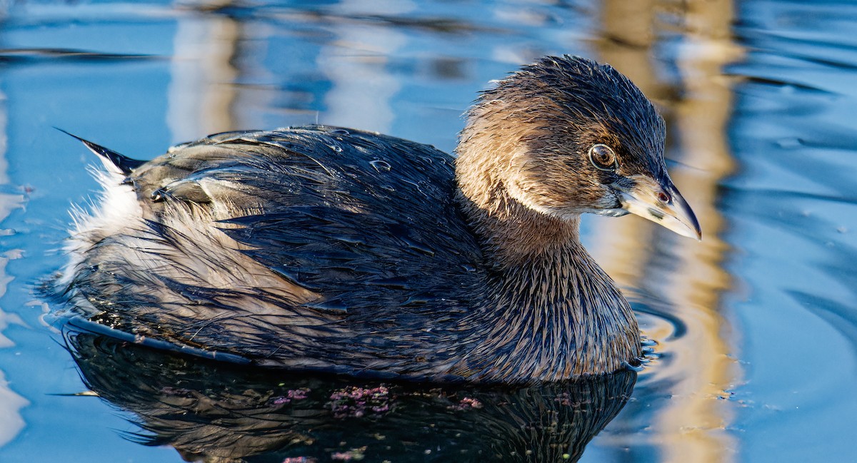Pied-billed Grebe - Anthony Grover
