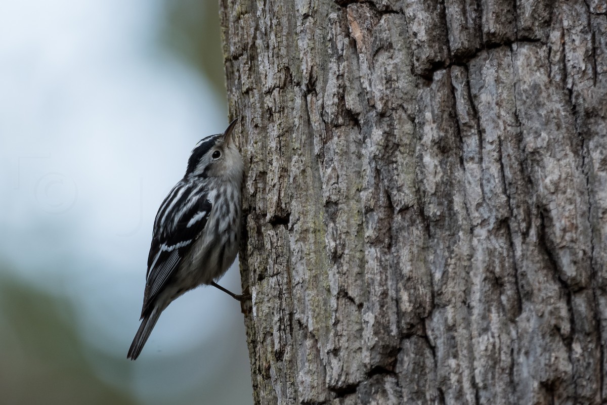 Black-and-white Warbler - ML529826791