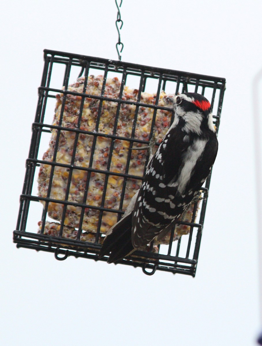 Downy Woodpecker - ML529833101