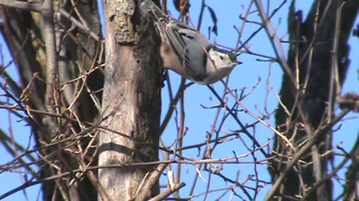 White-breasted Nuthatch - ML52984221