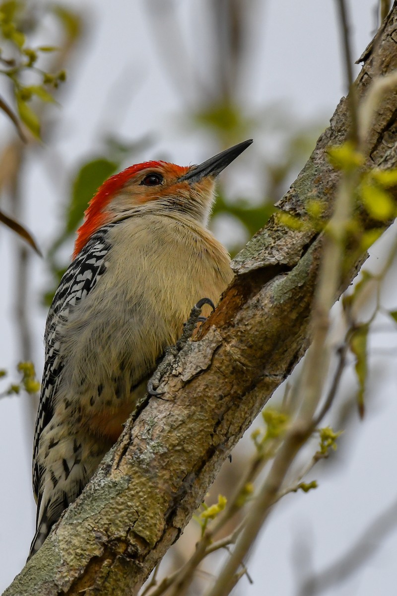 Red-bellied Woodpecker - Erik Martin