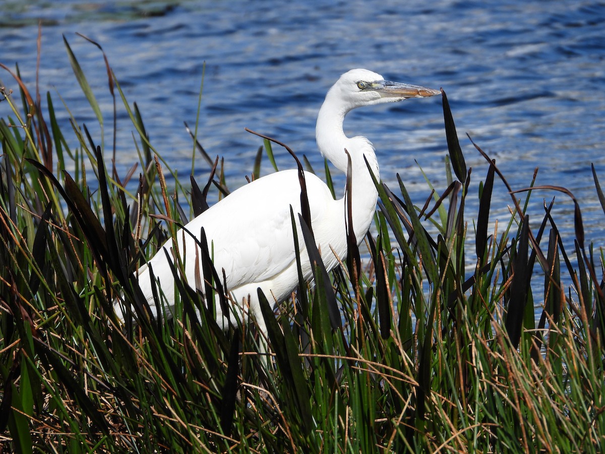 Great Blue Heron (Great White) - Mark Penkower