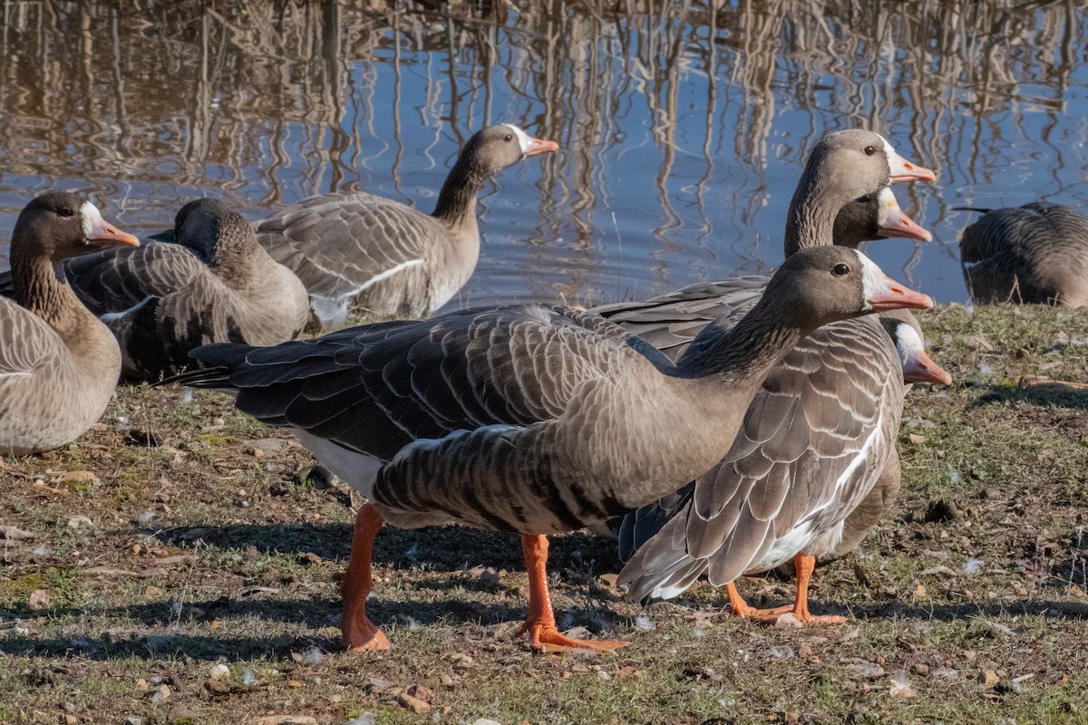 Greater White-fronted Goose - ML529846821
