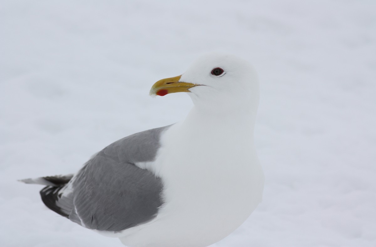 Iceland Gull (Thayer's) - ML52985341