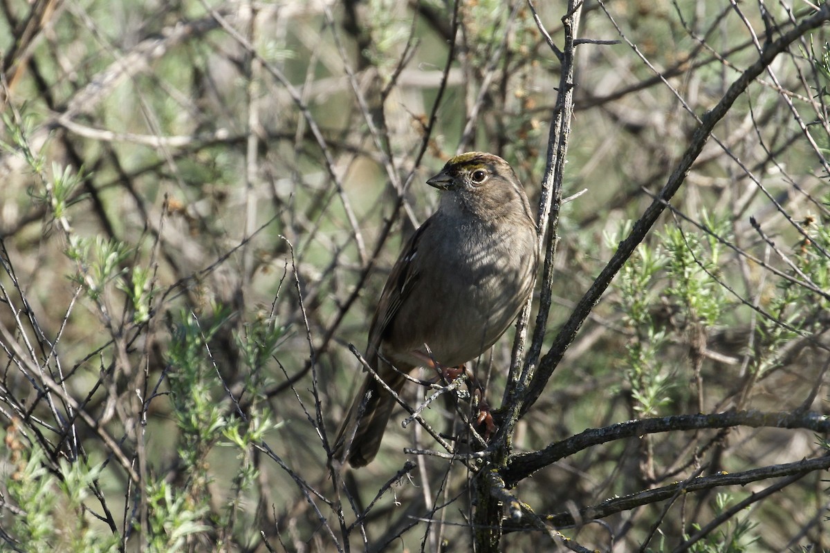 Golden-crowned Sparrow - ML529854471