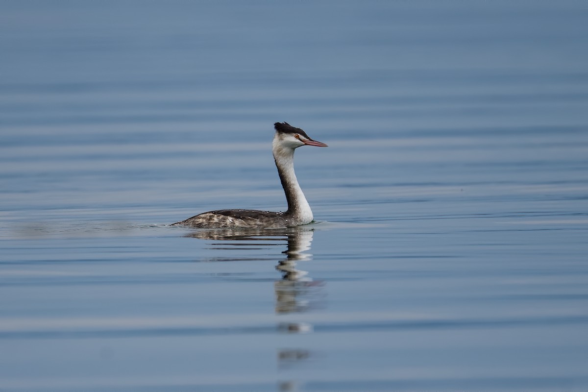 Great Crested Grebe - ML529856101