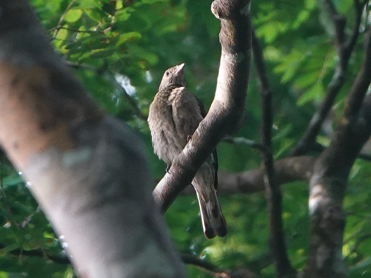 Spotted Honeyguide - Barry Reed