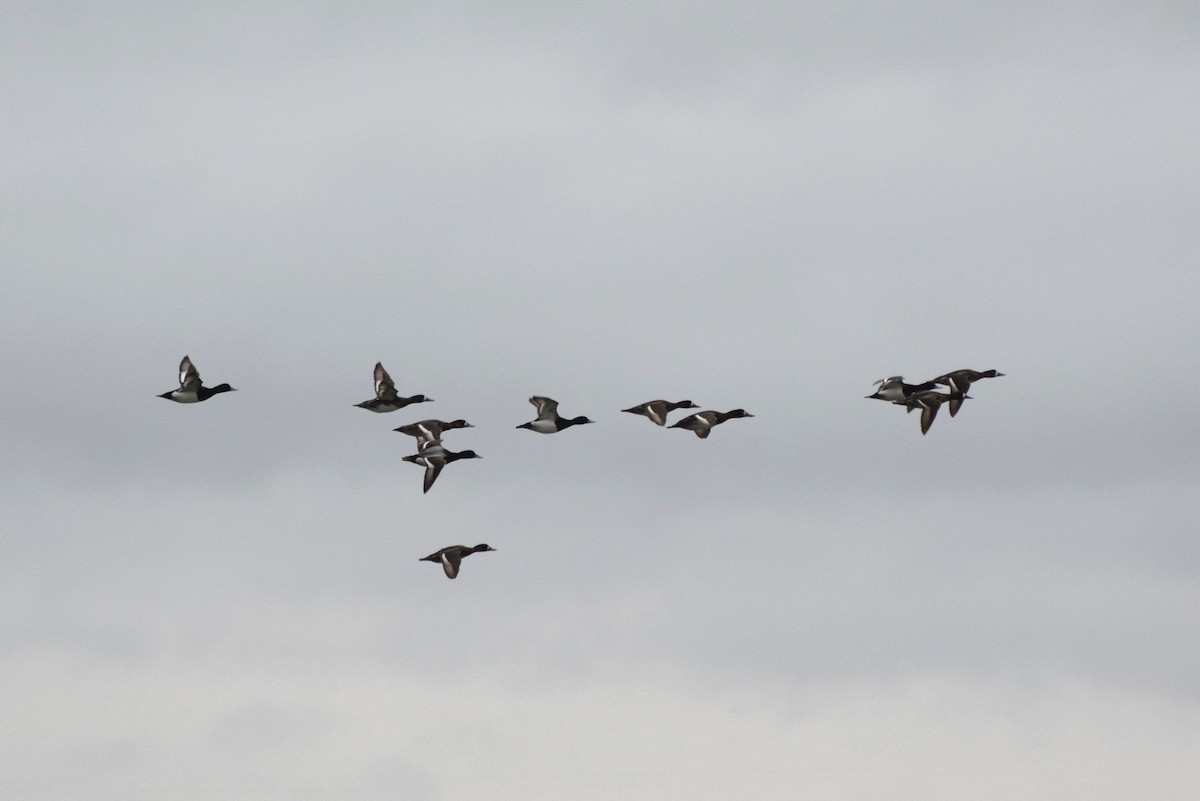 eBird Checklist 31 Mar 2017 Alum Creek SPSailing Club Access 7