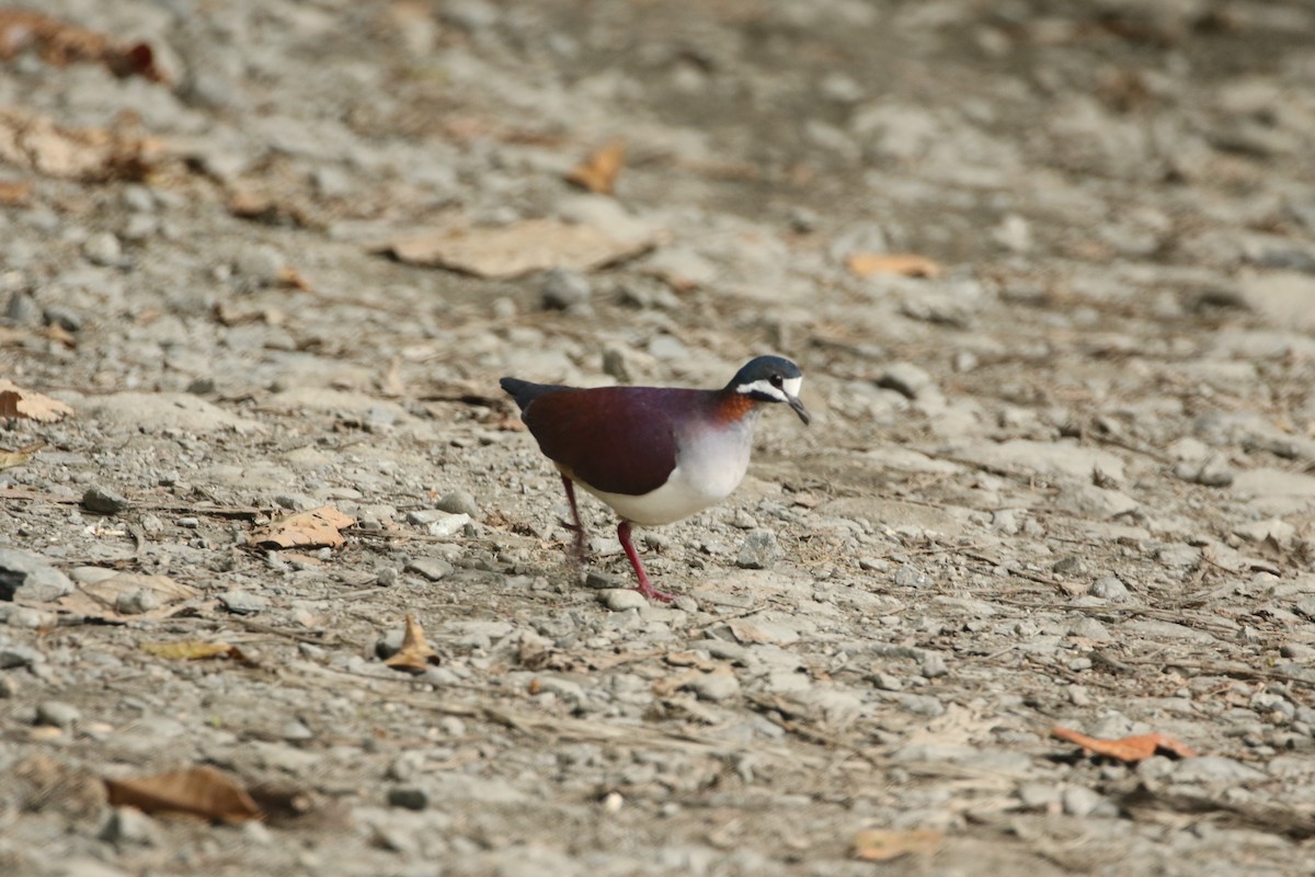 Purple Quail-Dove - ML529870411