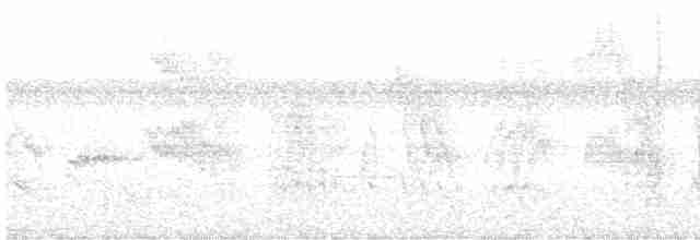 Weißbauch-Dickichtschlüpfer - ML529870611