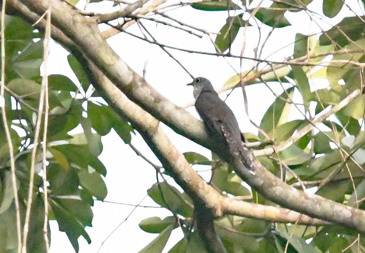 Olive Long-tailed Cuckoo - ML529872121