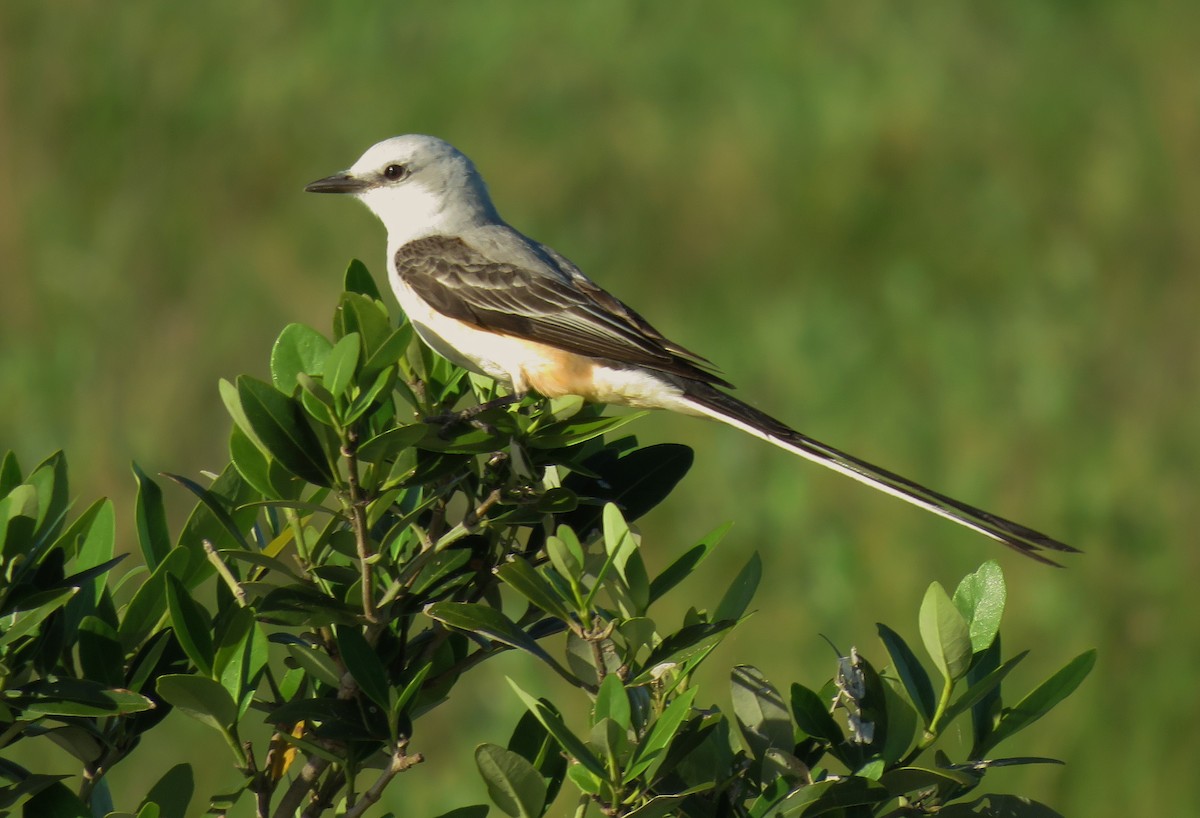 Scissor-tailed Flycatcher - Keith Gregoire