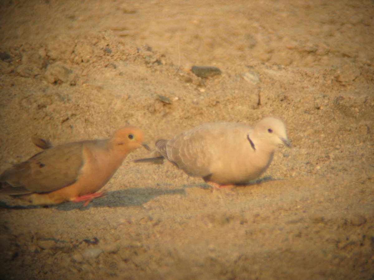 Eurasian Collared-Dove - Linda L. Stehlik