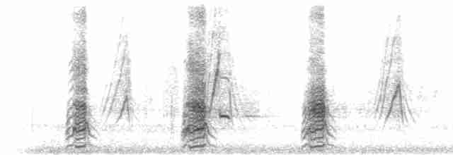  - Yellow-billed Teal (oxyptera)