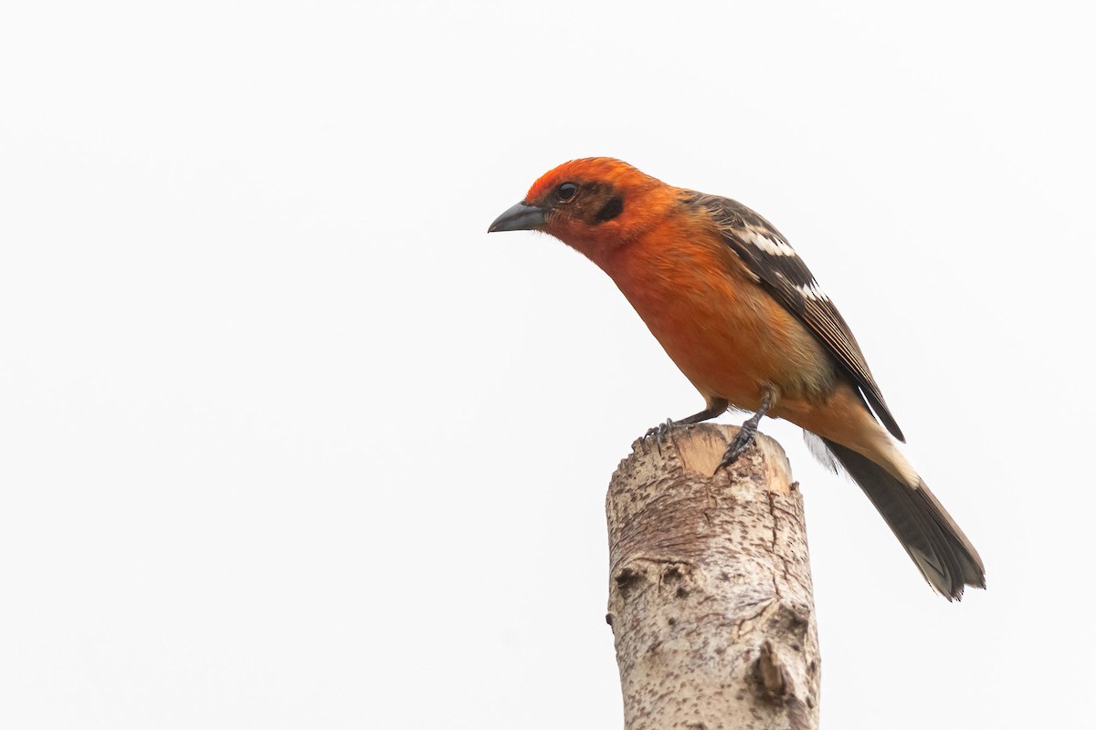 Flame-colored Tanager - ML529883411