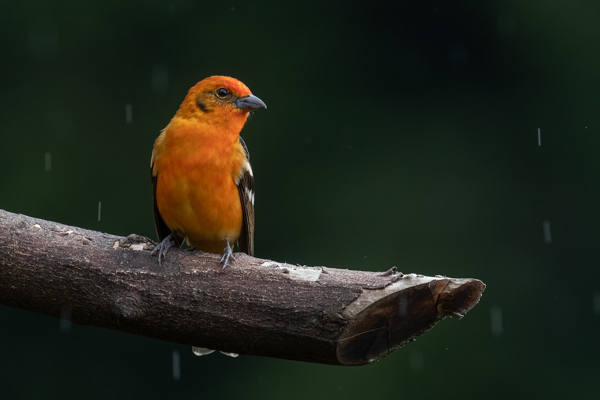 Flame-colored Tanager - ML529883421