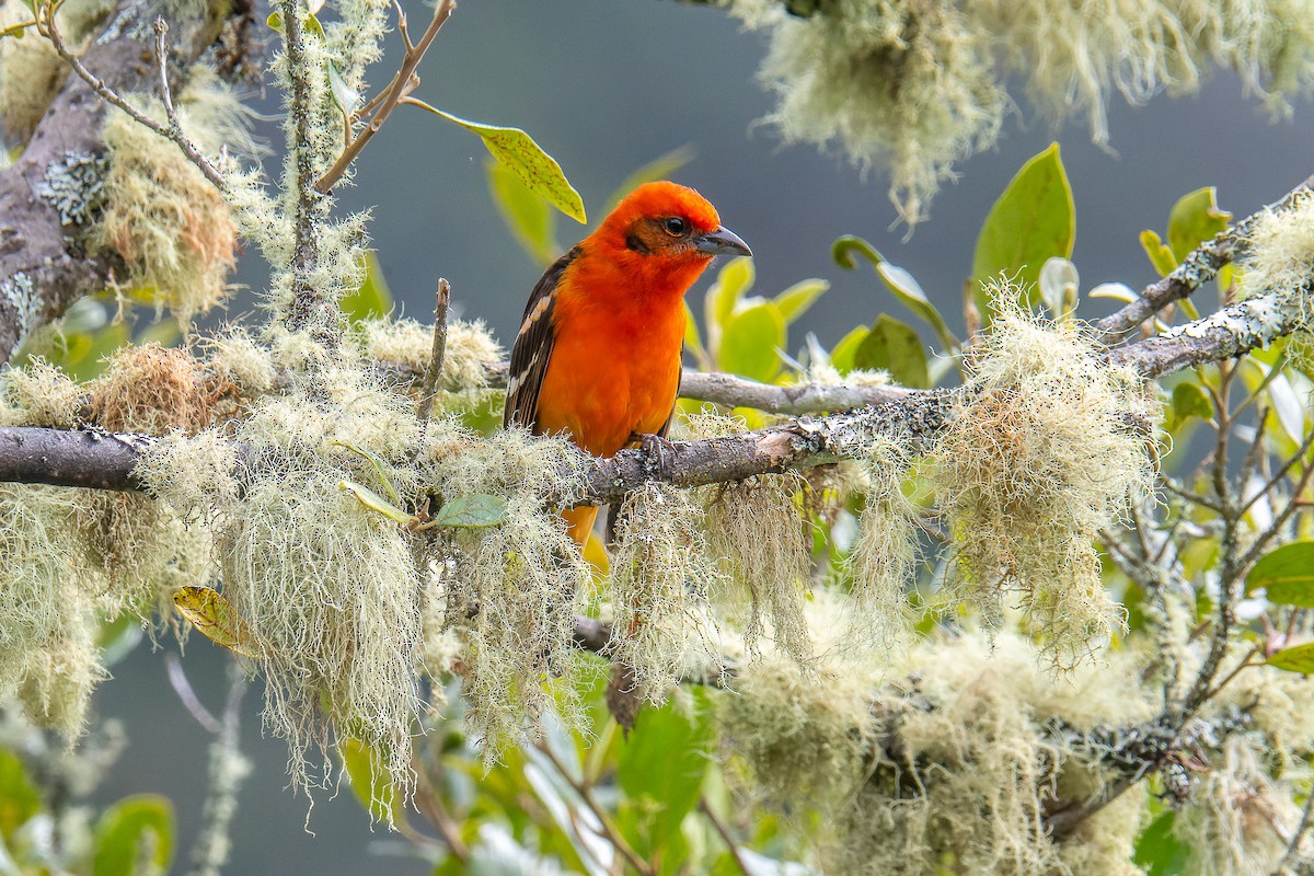 Flame-colored Tanager - Pablo Ramos