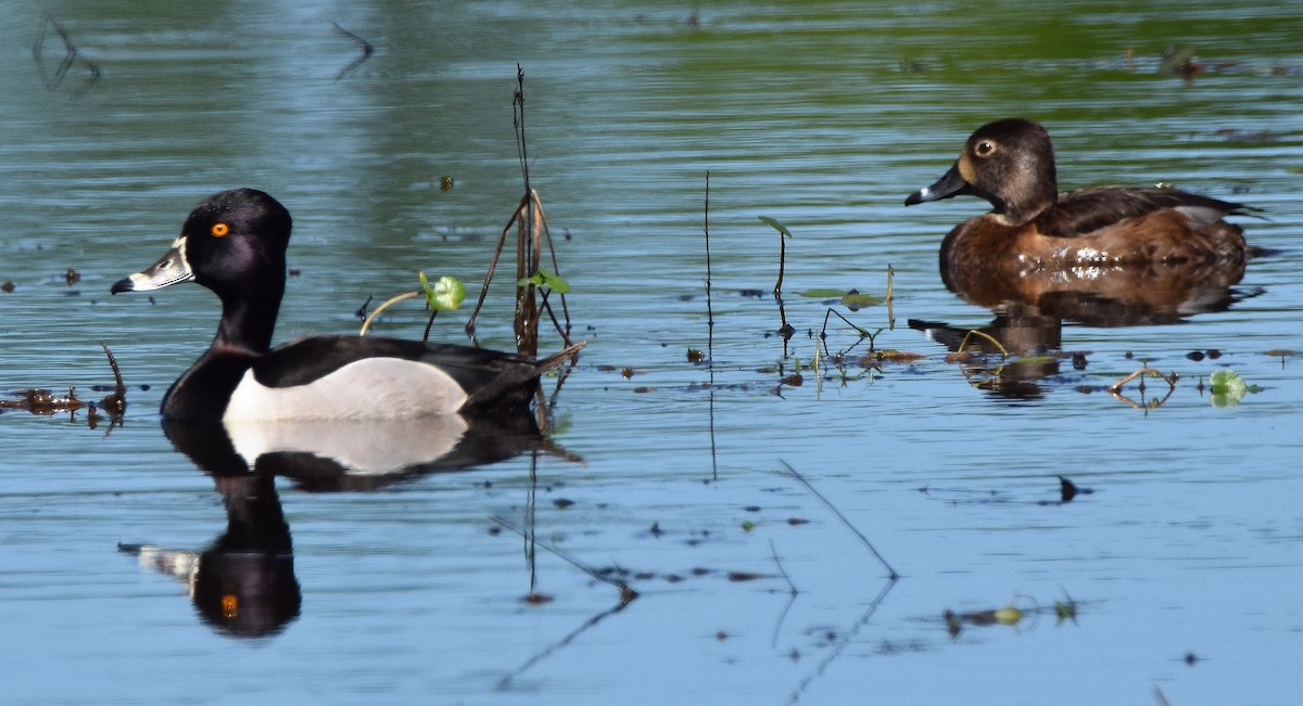 Ring-necked Duck - Ed Leigh
