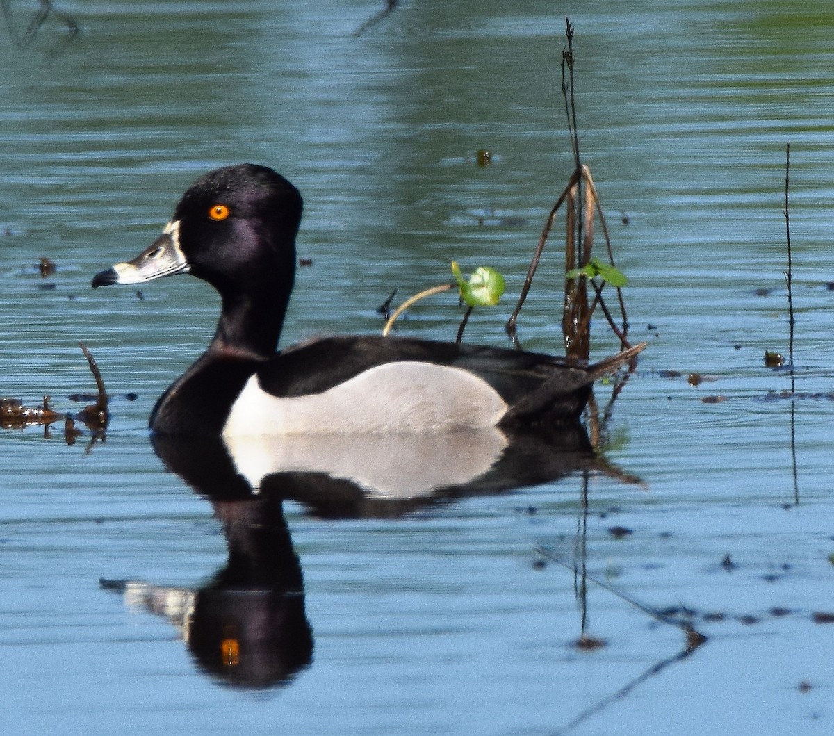Ring-necked Duck - ML52988501