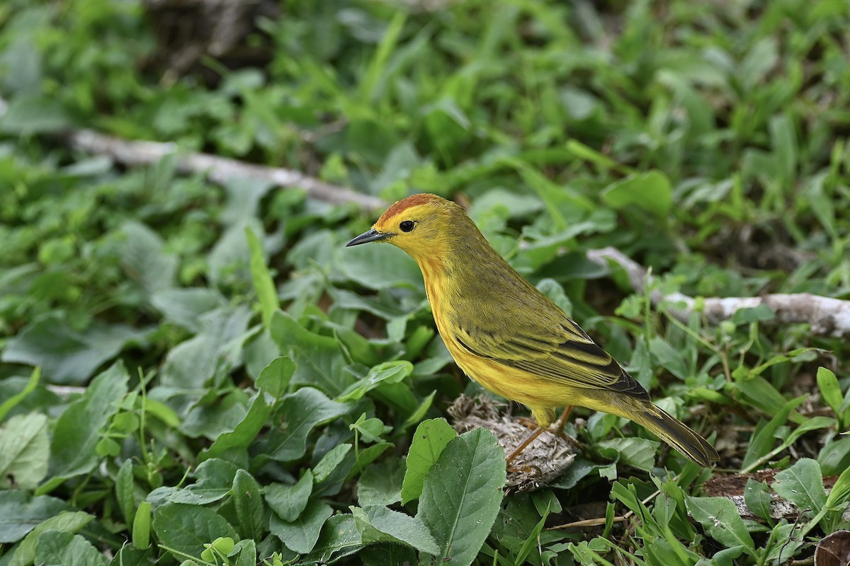 Yellow Warbler (Galapagos) - ML529889971