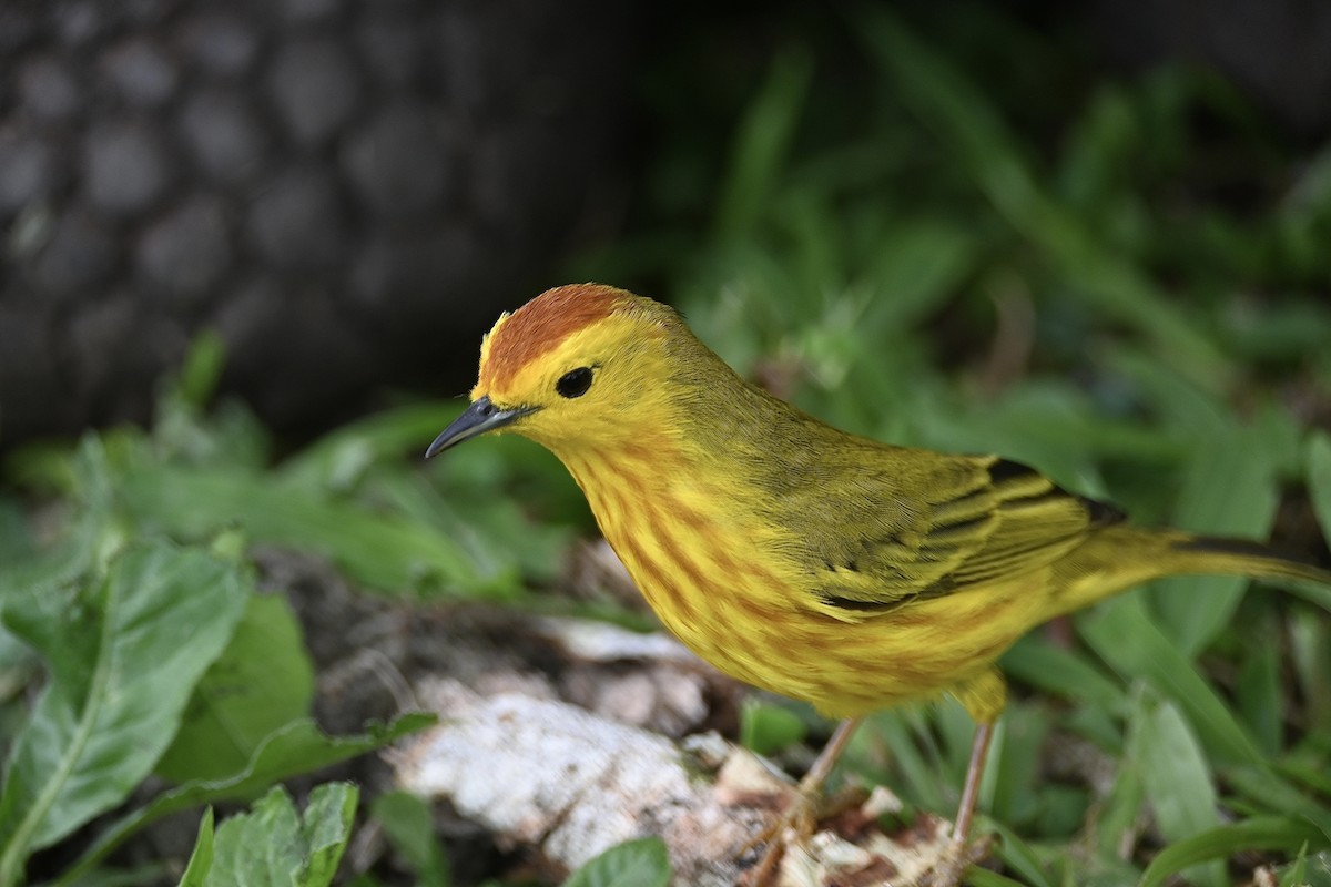 Yellow Warbler (Galapagos) - ML529889991