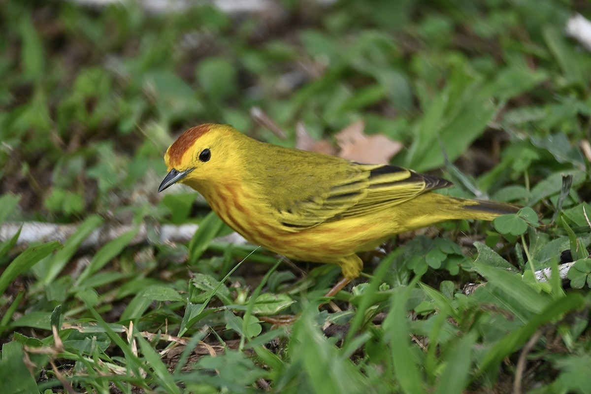 Yellow Warbler (Galapagos) - ML529890011