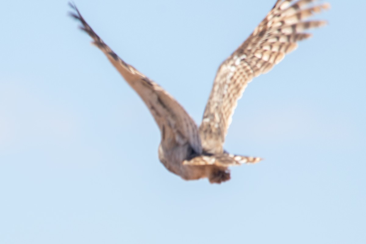 Verreaux's Eagle-Owl - Justin Goldberg
