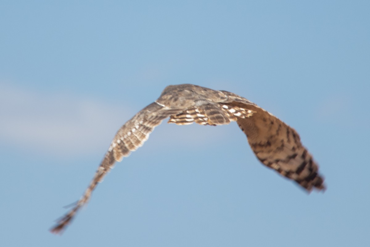 Verreaux's Eagle-Owl - Justin Goldberg