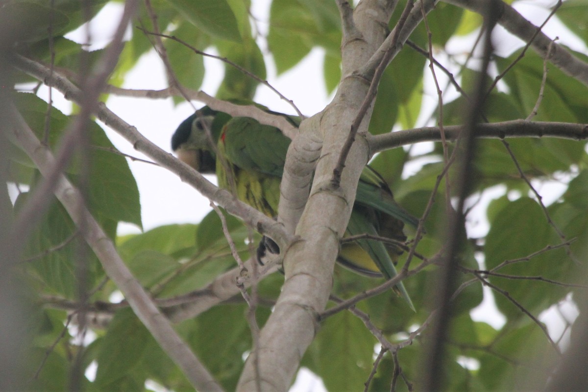Red-shouldered Macaw (Southern) - Blaise RAYMOND
