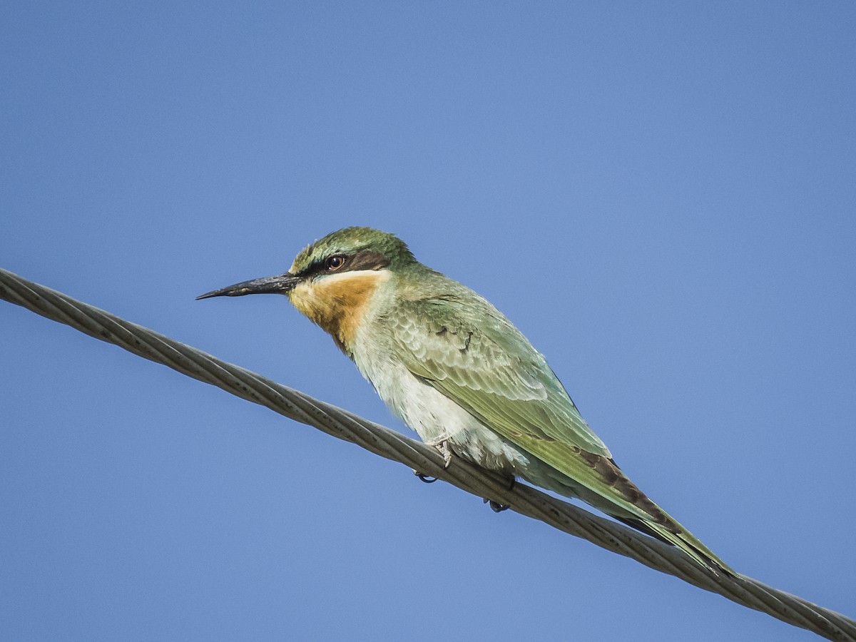Blue-cheeked Bee-eater - ML529892091