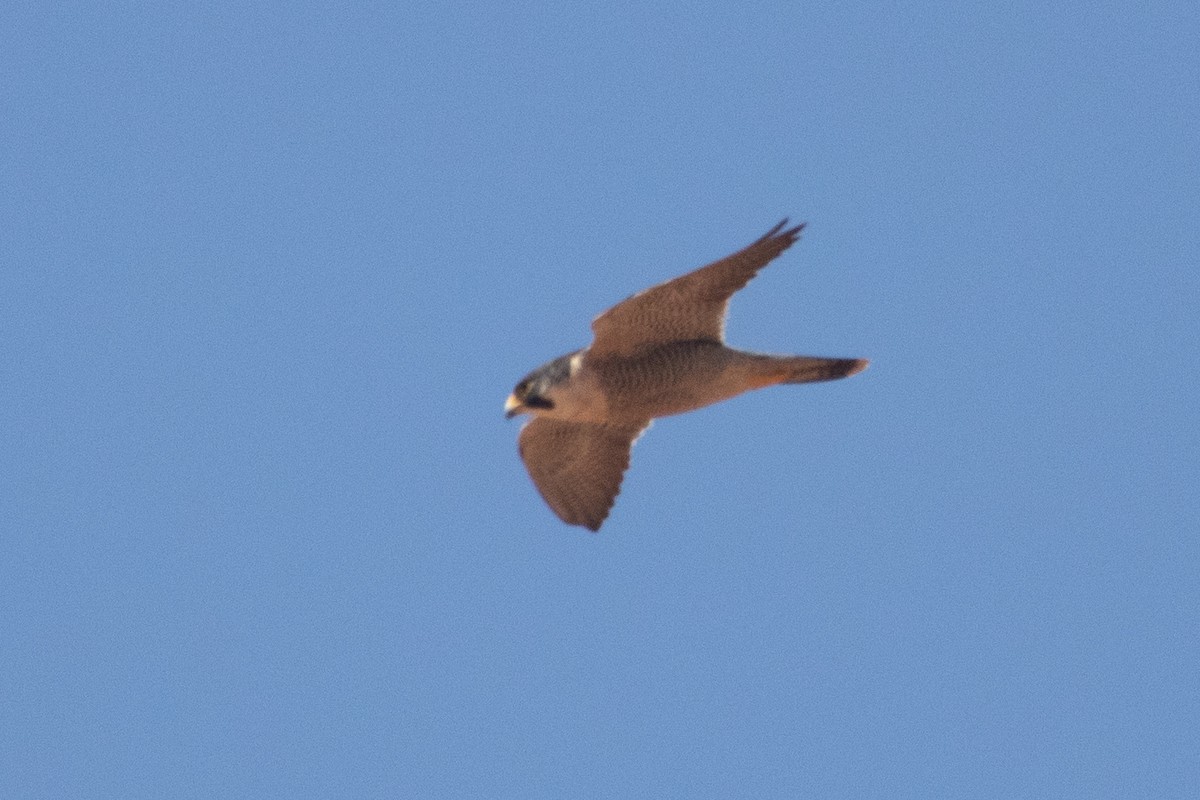 Peregrine Falcon (African) - ML529892681