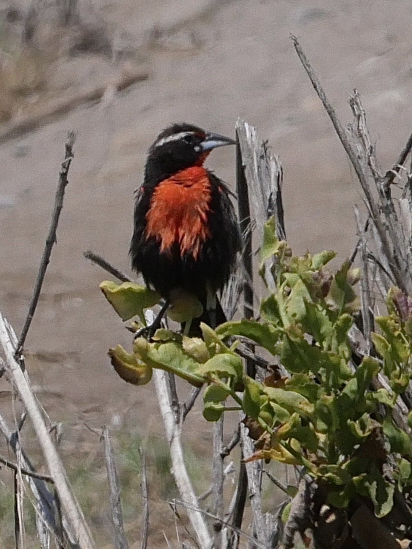 Peruvian Meadowlark - ML529893081