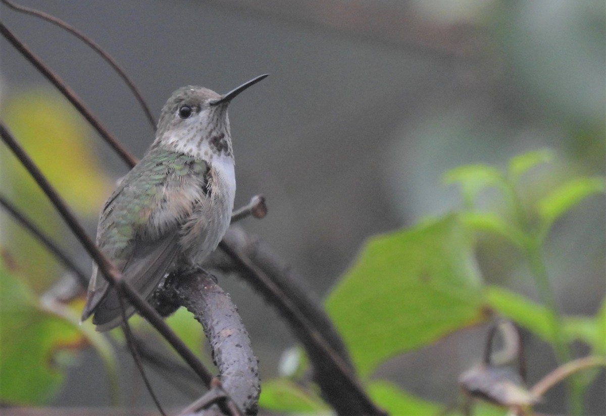 Calliope Hummingbird - ML529897991