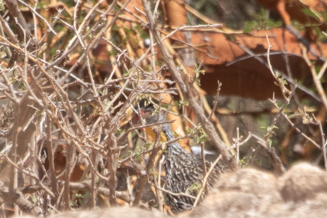 Yellow-necked Spurfowl - ML529898981