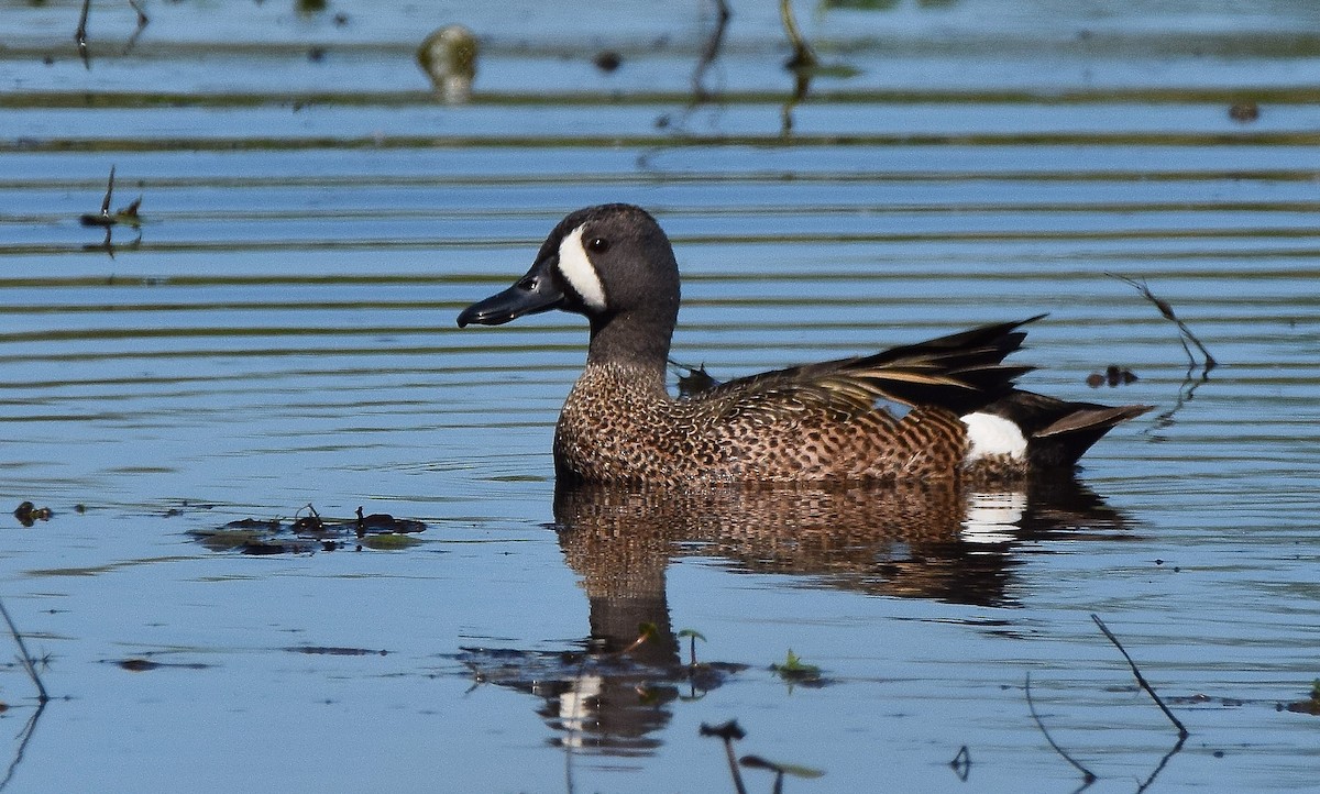 Blue-winged Teal - ML52990251